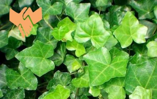 Anti-inflammatory benefits of ivy leaves