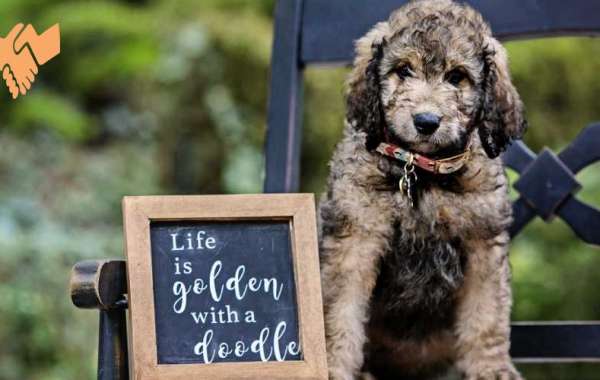 Goldendoodles Puppy Guide