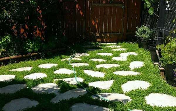 How to Renovate a Lawn